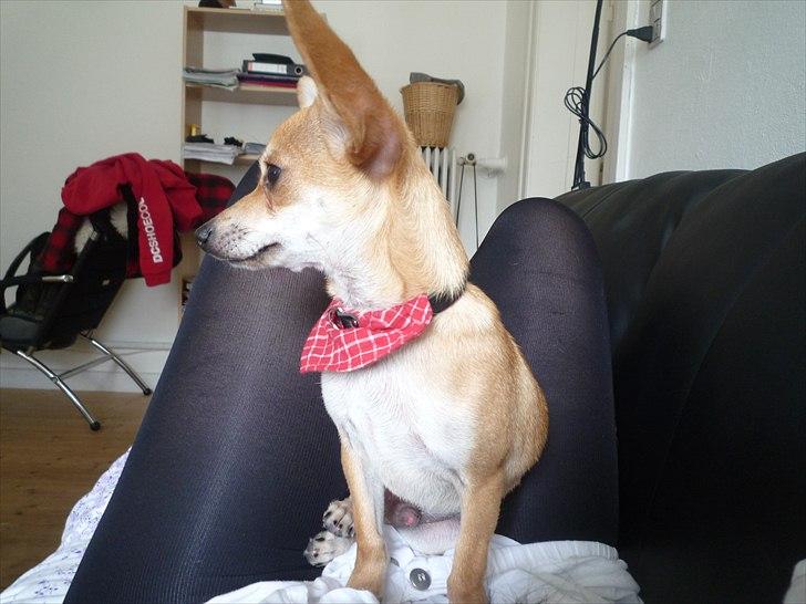 Blanding af racer Gizmo billede 6