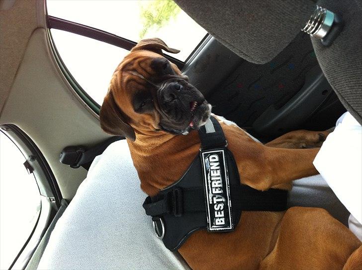 Boxer Balou billede 11