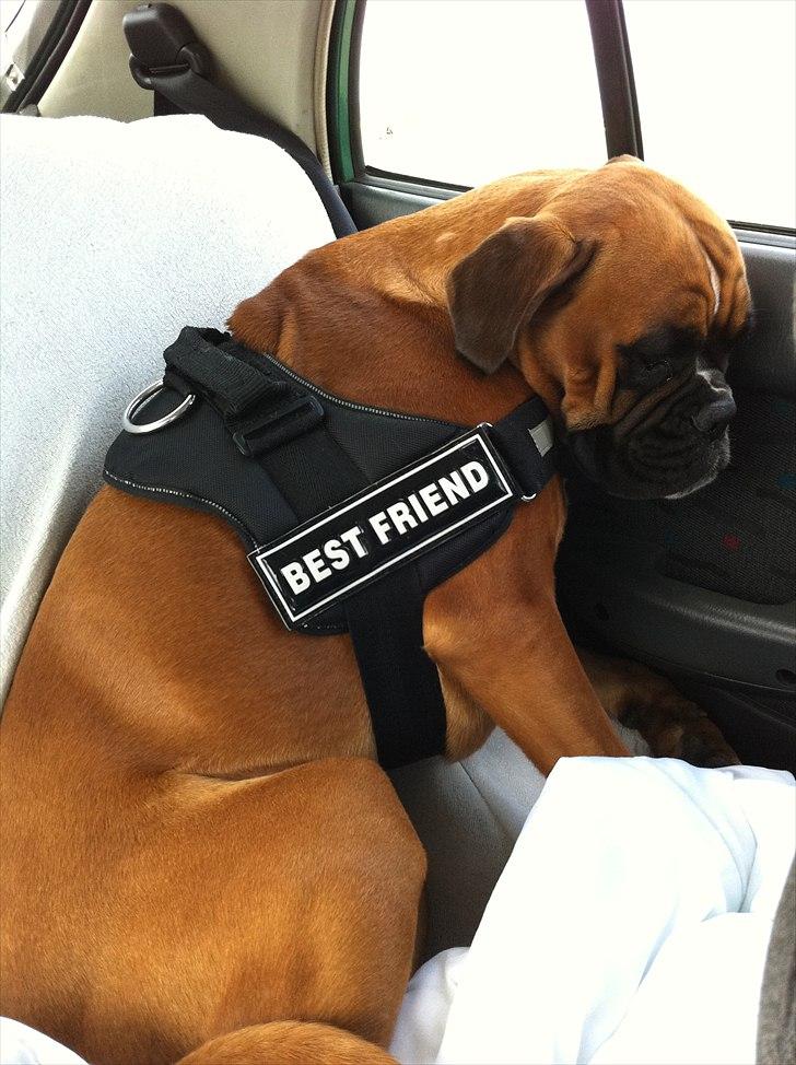 Boxer Balou billede 12