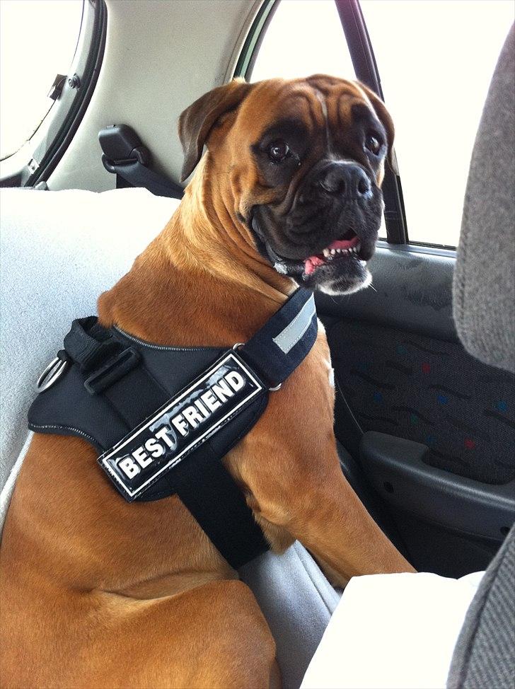 Boxer Balou billede 13