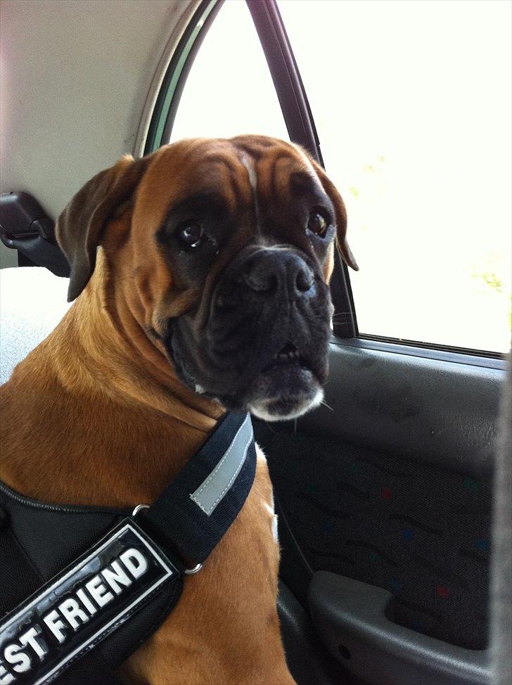 Boxer Balou billede 14