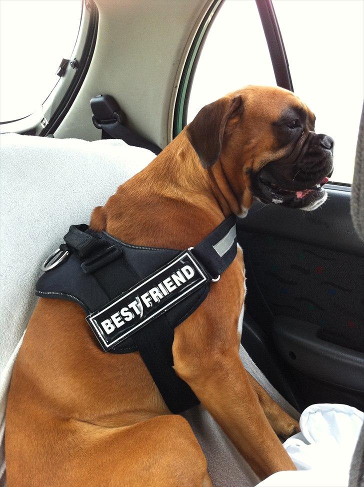 Boxer Balou billede 15