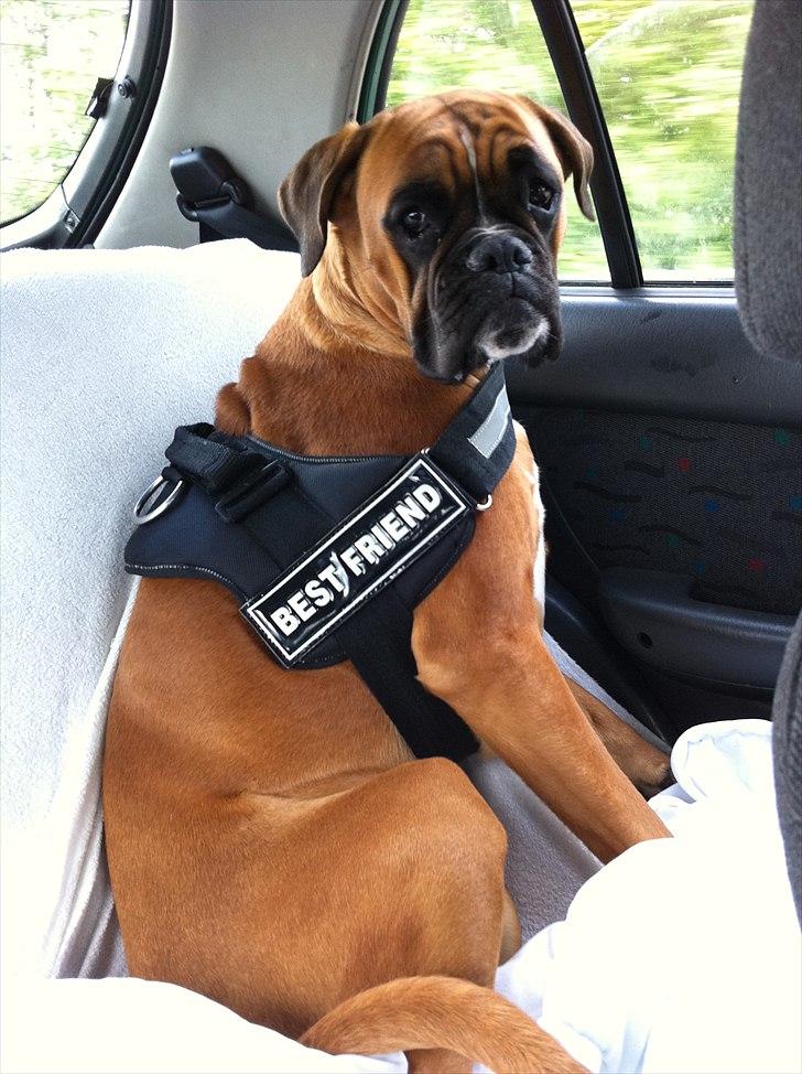 Boxer Balou billede 16