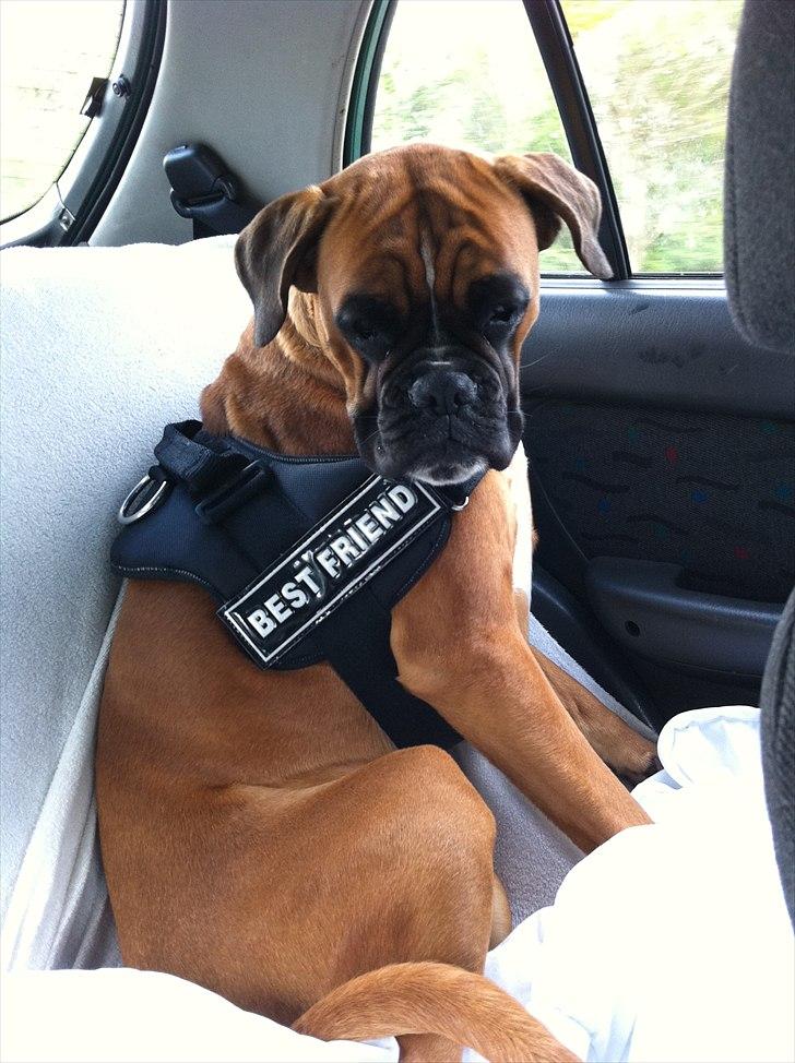 Boxer Balou billede 1