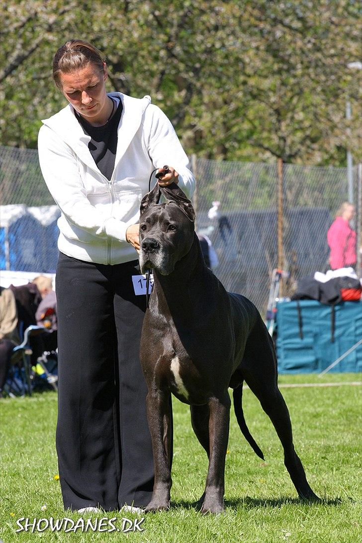 Grand danois BONEL ZAGANELLI  billede 2