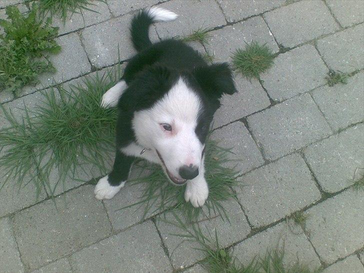 Border collie Aslan (Bobacayenne) - Den dag vi hentede Aslan billede 1