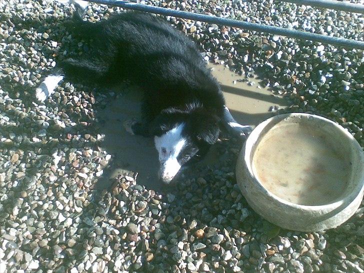 Border collie Aslan (Bobacayenne) - Dejligt at ha' fået hundehvalp billede 2