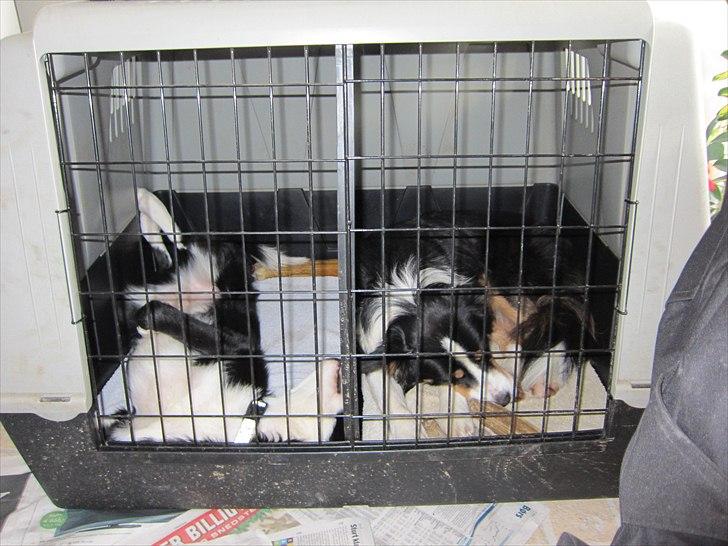 Border collie Aslan (Bobacayenne) - Juleaften hos familien. Aslan til venstre billede 3