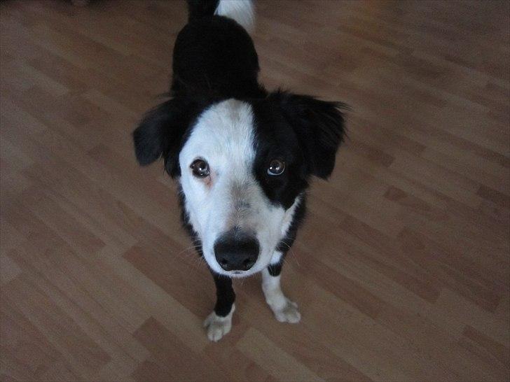 Border collie Aslan (Bobacayenne) - Close up billede 4