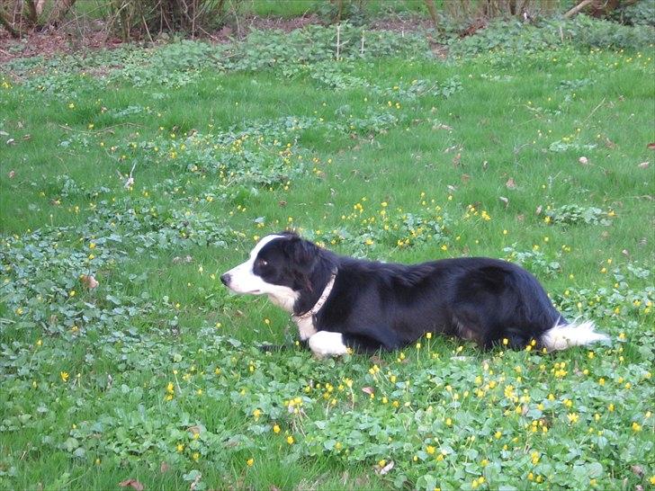 Border collie Aslan (Bobacayenne) - Den spæde start :-) billede 5