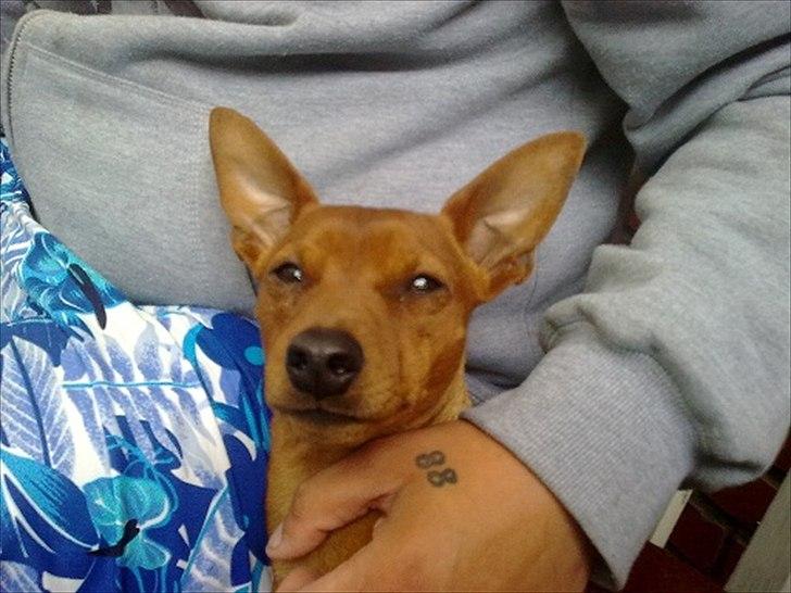 Dvaergpinscher Tito aka Ote mus - Ligger lige og hygger ved min far :) billede 8