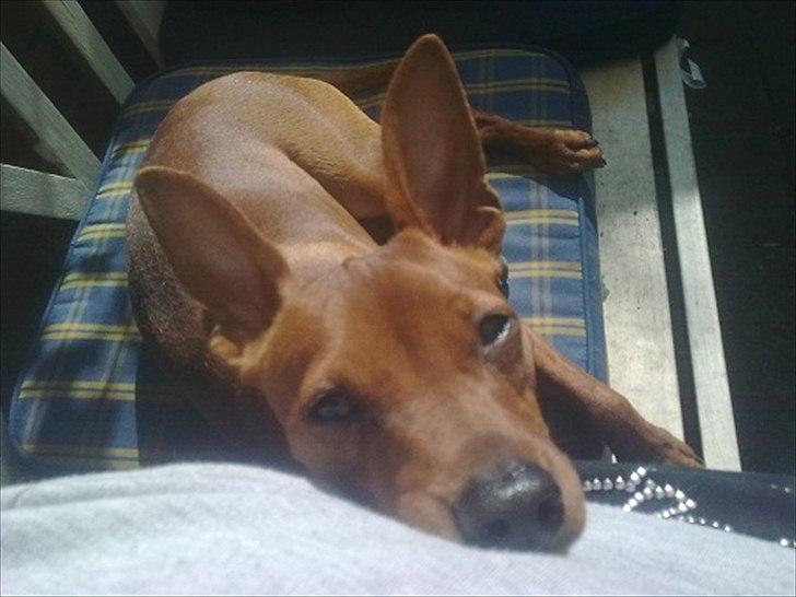 Dvaergpinscher Tito aka Ote mus - Nyder solen ved mors side. billede 12