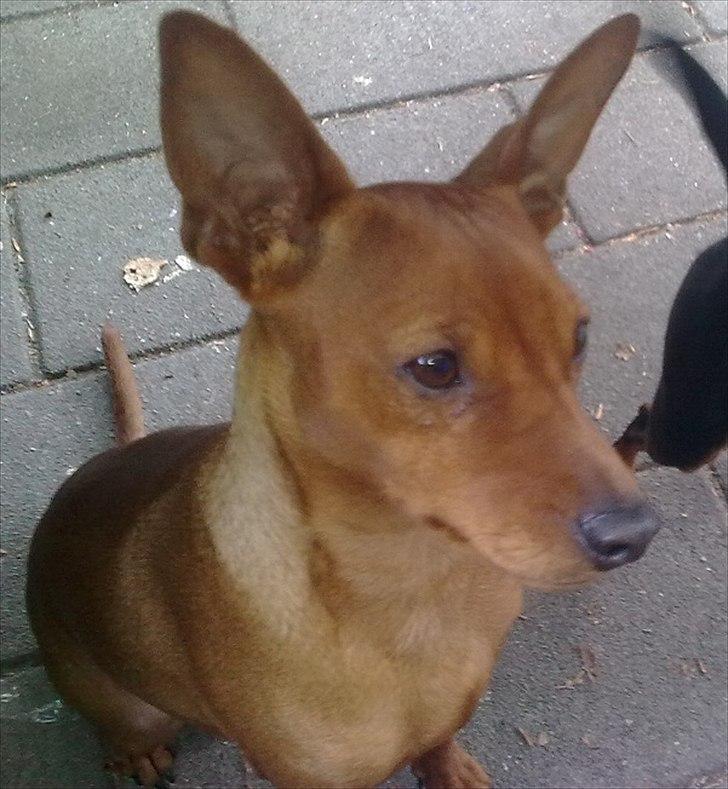 Dvaergpinscher Tito aka Ote mus - er fotogen ik ? billede 10
