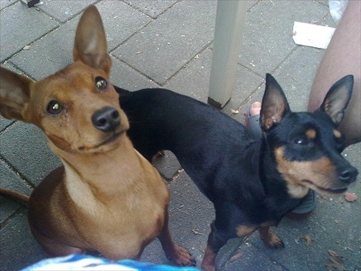 Dvaergpinscher Tito aka Ote mus - Søs Hope og mig kunne da aldrig finde på at tigge oO billede 9