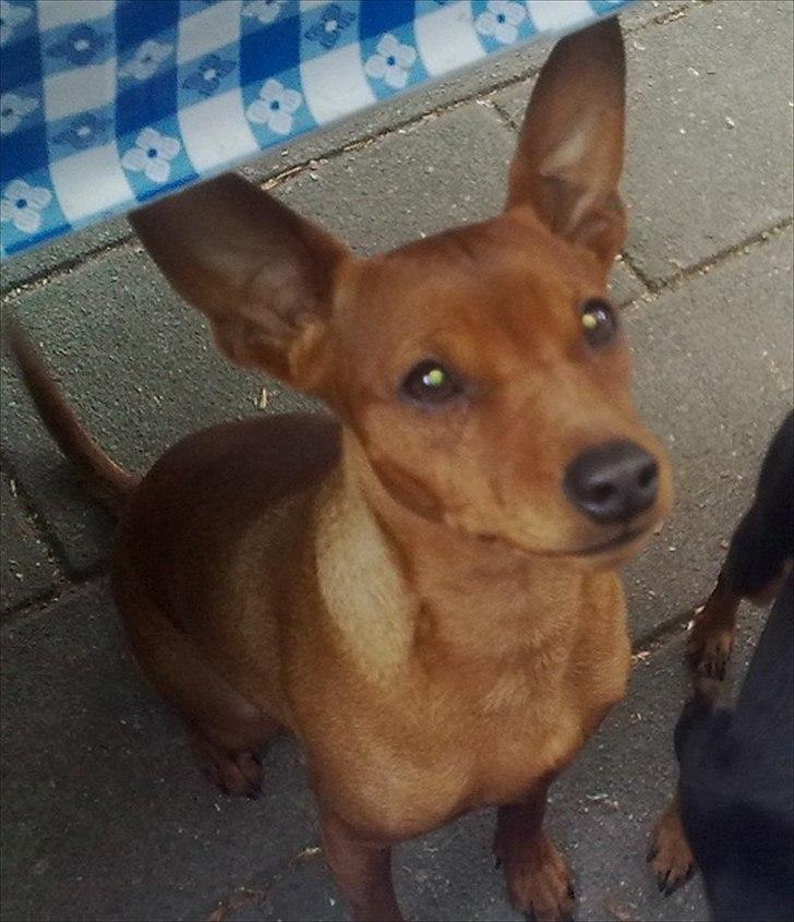 Dvaergpinscher Tito aka Ote mus - Gi mig nu det du sidder med far !! billede 11