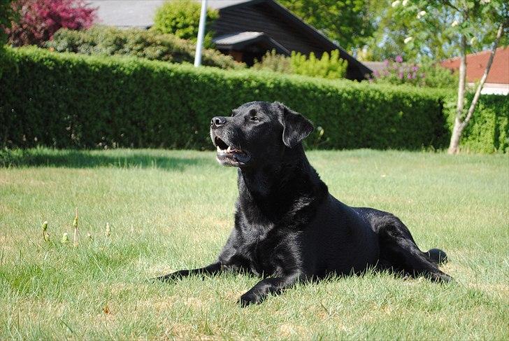 Labrador retriever Nikki - Min søde Nikki:-) billede 1