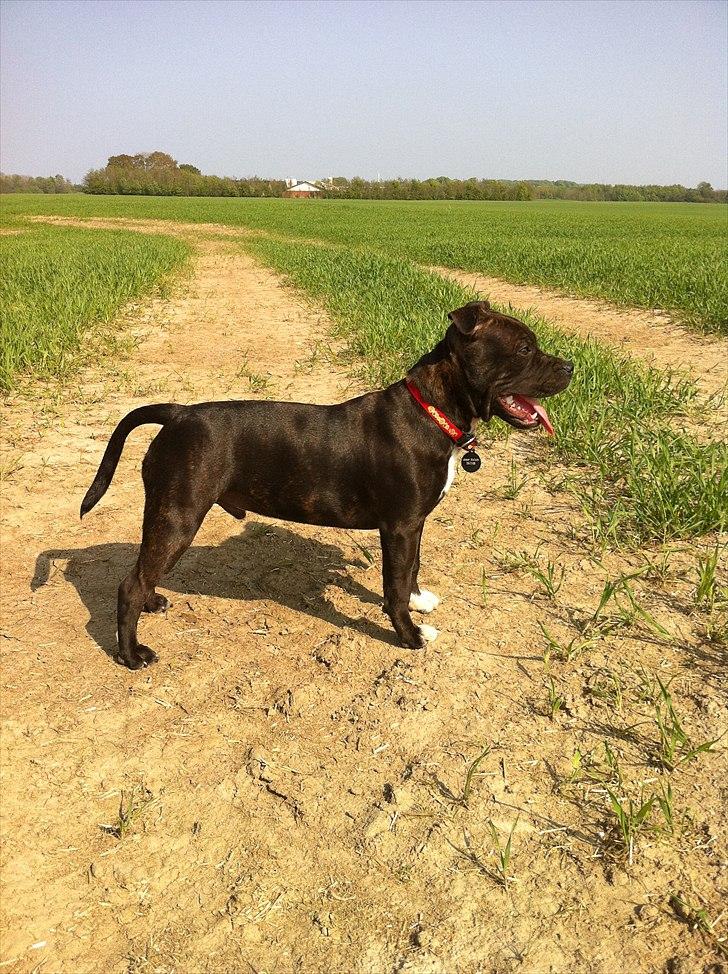 Staffordshire bull terrier Albert billede 14