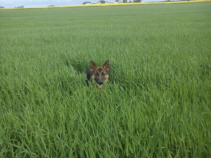 Schæferhund Kiamis Fahra (Mor´s hund) - En tur ud i marken.:) billede 14