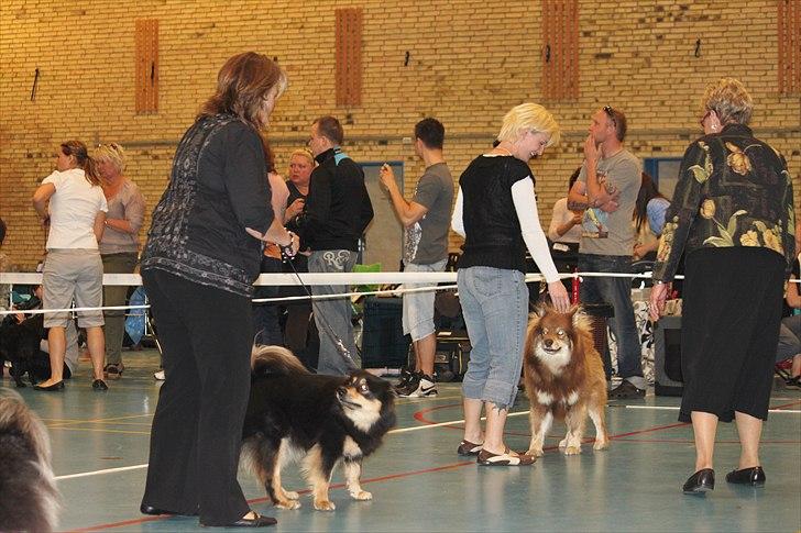 Finsk lapphund Freesia - det 2 cer.og bim ;-) billede 11