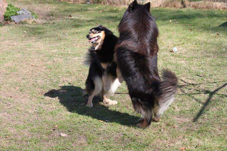 Finsk lapphund Freesia - Så er vi i sverige og besøge Olle (håber på hvalpe ;-) billede 12