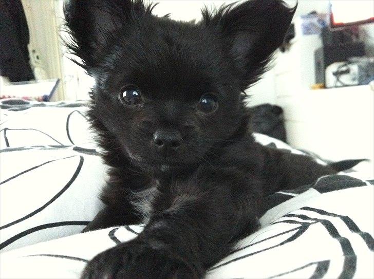 Chihuahua Chiko billede 4