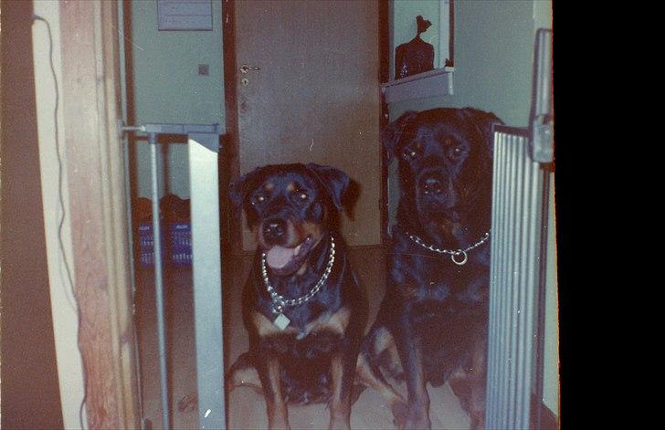Rottweiler Saaek's Ronald *R.I.P* - Sascha og Yang 2006 billede 6
