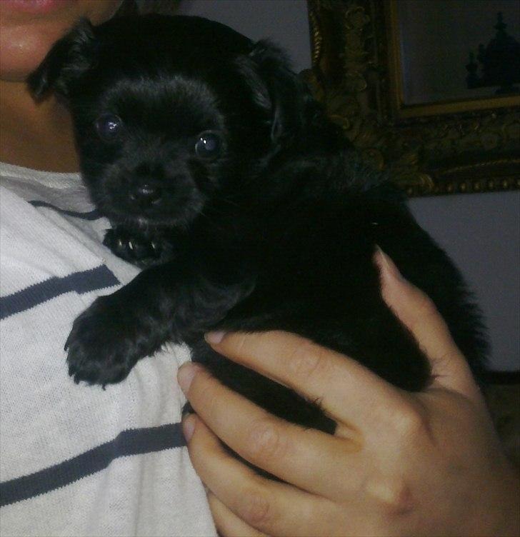 Chihuahua Chiko - Chiko som helt lille bitte! billede 5