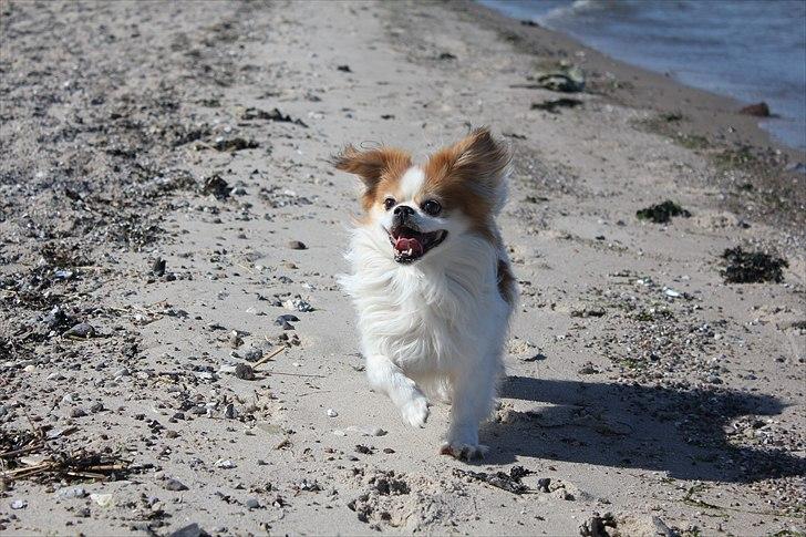 Blanding af racer Pepsi billede 4