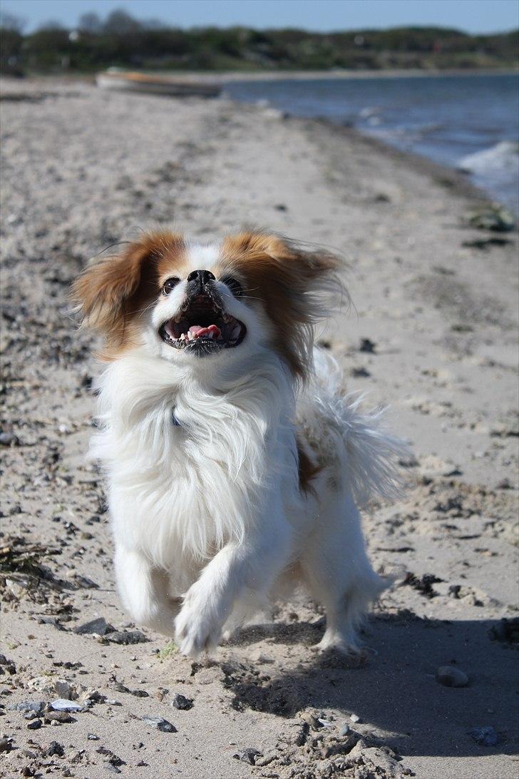 Blanding af racer Pepsi billede 3