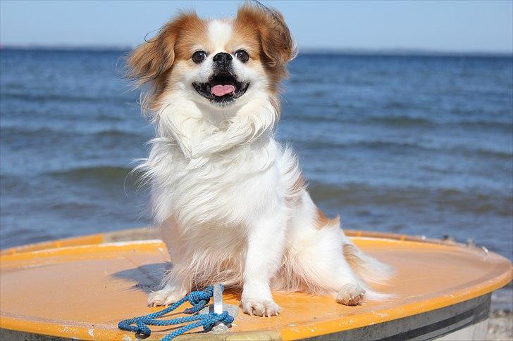 Blanding af racer Pepsi - Elsker det billede her <3 billede 1