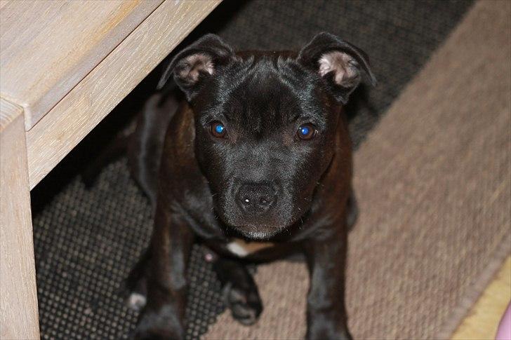 Staffordshire bull terrier Tyson billede 1