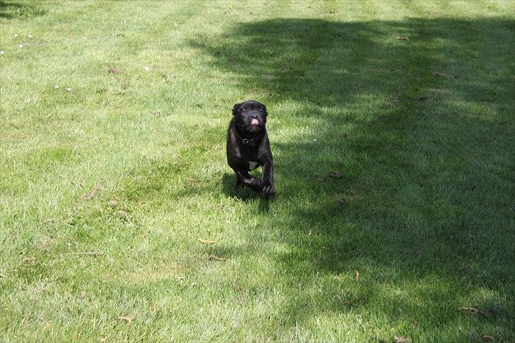 Staffordshire bull terrier Tyson billede 2