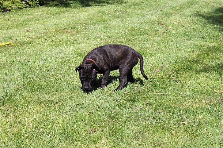 Staffordshire bull terrier Tyson billede 3