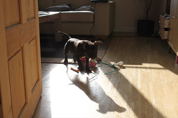 Staffordshire bull terrier Tyson billede 4