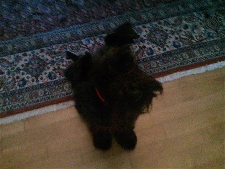 Dvaergschnauzer  codename cynthia hunni billede 1