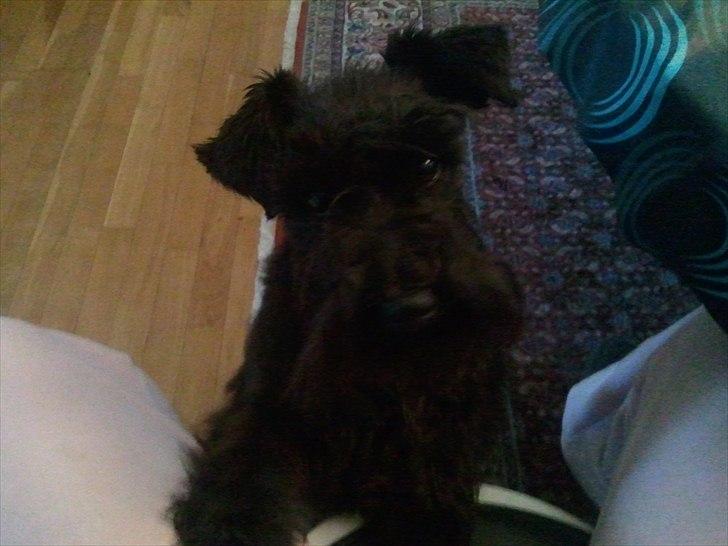 Dvaergschnauzer  codename cynthia hunni billede 2