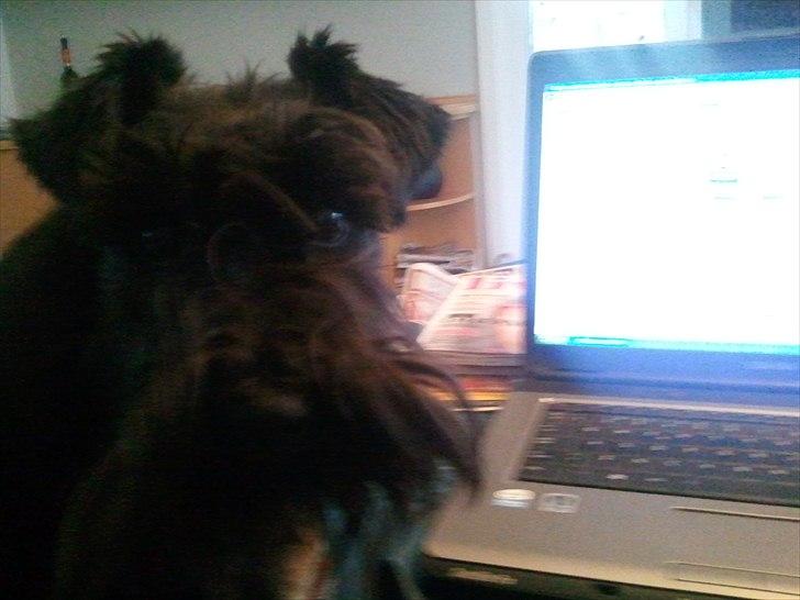 Dvaergschnauzer  codename cynthia hunni billede 3