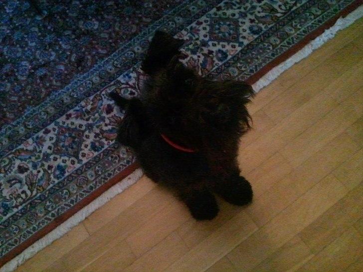 Dvaergschnauzer  codename cynthia hunni billede 4