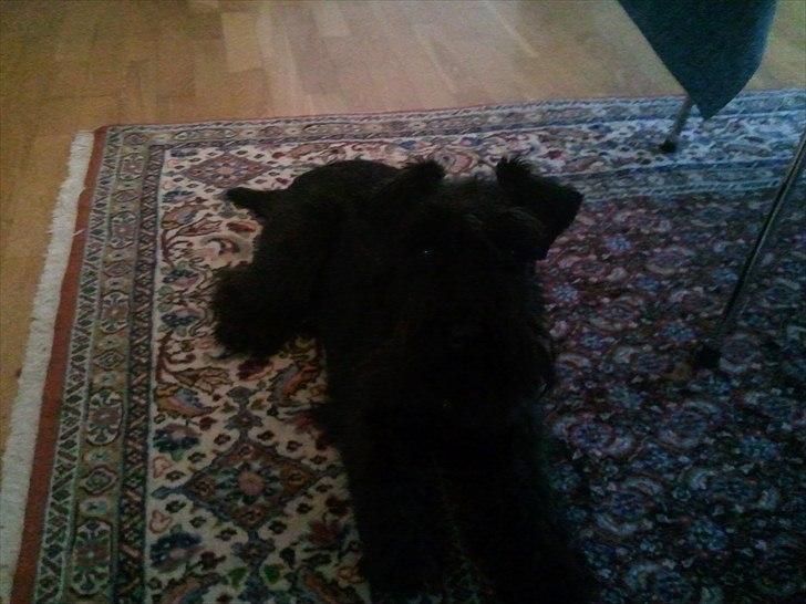 Dvaergschnauzer  codename cynthia hunni billede 5