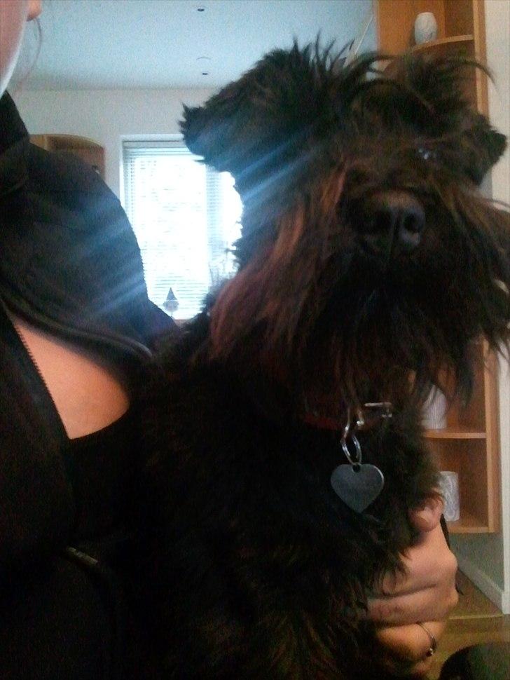 Dvaergschnauzer  codename cynthia hunni billede 7