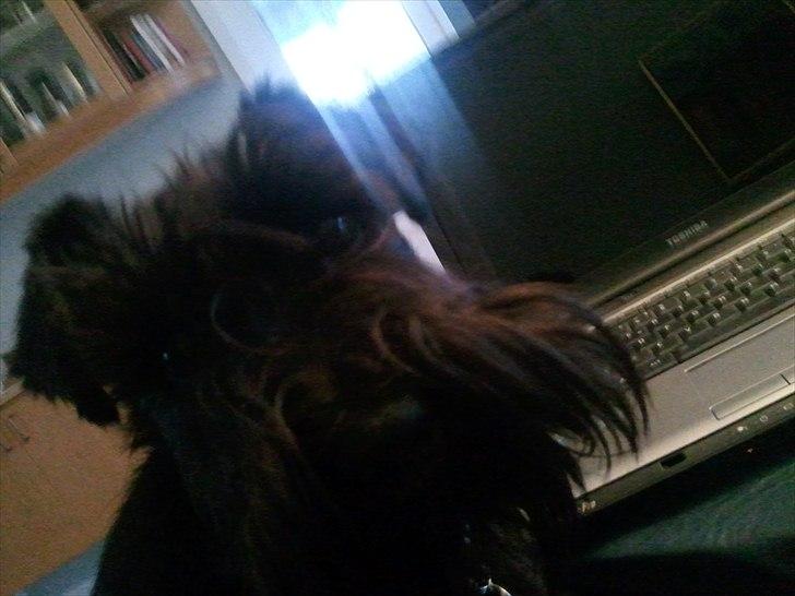 Dvaergschnauzer  codename cynthia hunni billede 8