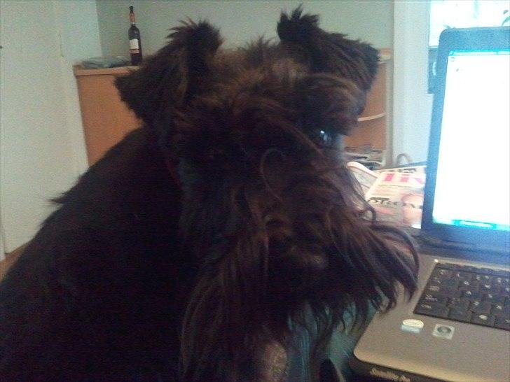 Dvaergschnauzer  codename cynthia hunni billede 9