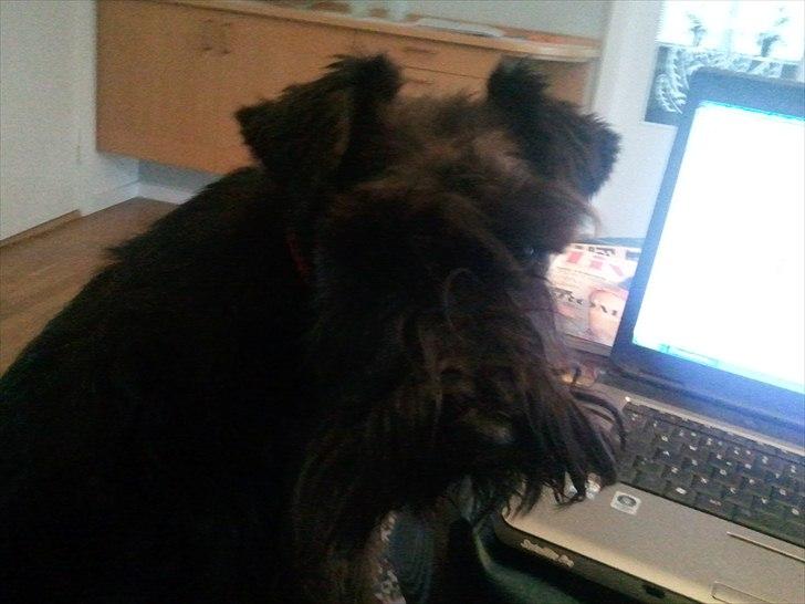 Dvaergschnauzer  codename cynthia hunni billede 10