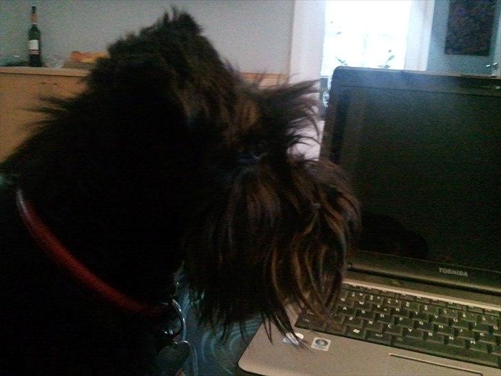 Dvaergschnauzer  codename cynthia hunni billede 11