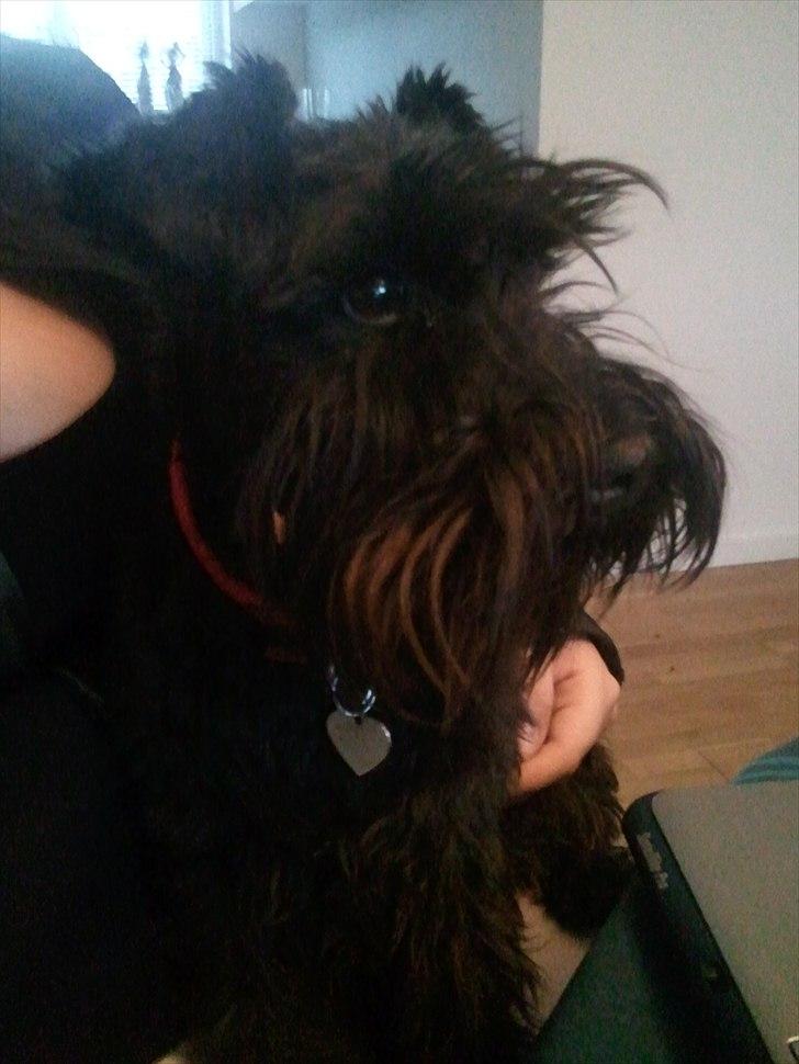 Dvaergschnauzer  codename cynthia hunni billede 12