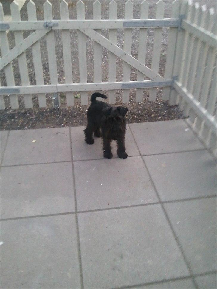 Dvaergschnauzer  codename cynthia hunni billede 13