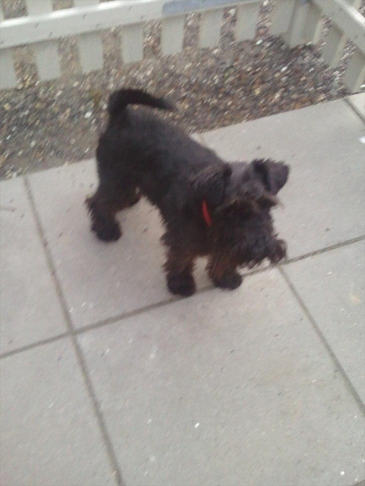 Dvaergschnauzer  codename cynthia hunni billede 14