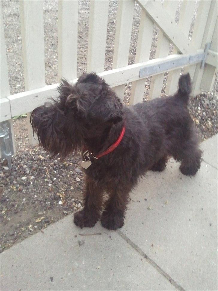 Dvaergschnauzer  codename cynthia hunni billede 15