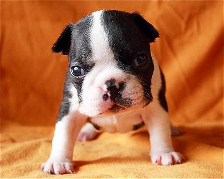 Boston terrier Dobby billede 1