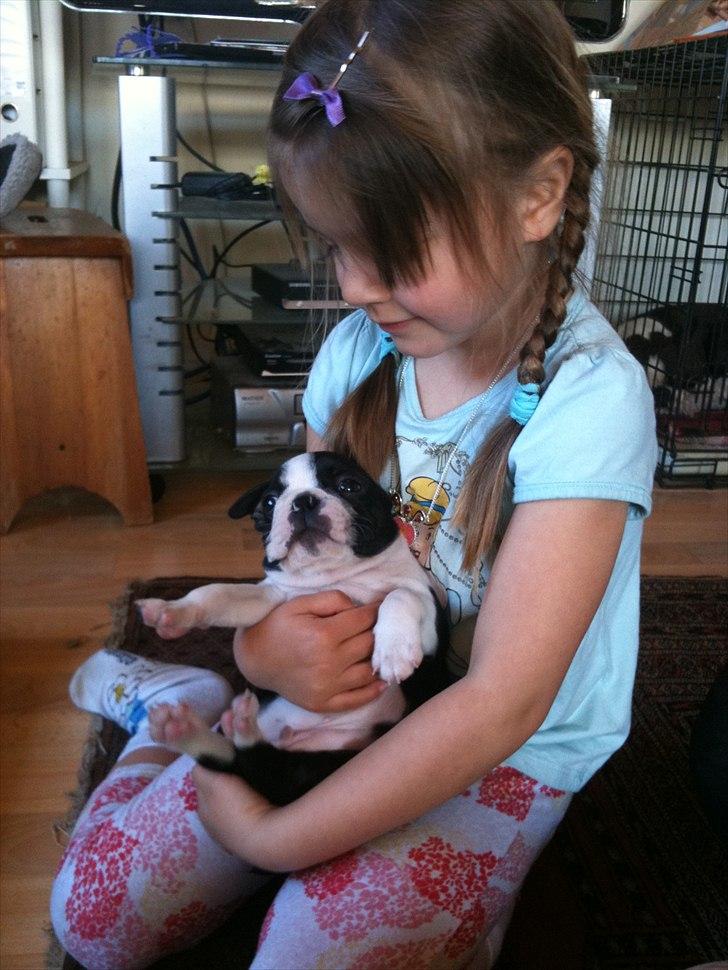 Boston terrier Dobby billede 2